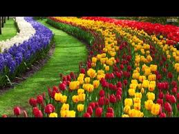 Love top 10 most beautiful flowers in the world. Top 10 Most Beautiful Flowers In The World Youtube