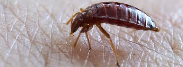 Reliable bed bug removal services 301 10th st nw # f1o. Bed Bug Treatments Ehrlich Pest Control