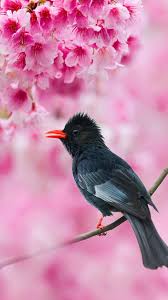 We did not find results for: Black Bulbul Sakura Tree Pink Flowers 4k Ultra Hd Mobile Wallpaper Bird Wallpaper Sakura Tree Animals