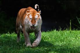 Like white tigers and black tigers. Golden Tabby Tiger By Darksoul4life On Deviantart