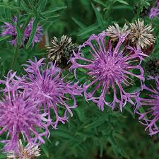 We did not find results for: Cornflower Perennial Butterfly Centaurea Scabiosa Seeds Select Seeds