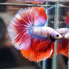 Pin By Alyssa Jackson On Fish Fish Betta Fish Betta Fish Tank