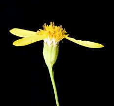 Image result for Senecio latifolius