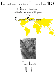 Image result for Trichoneura