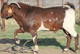 So before designing the shed, always keep in mind about the upcoming kids. Goat Farming In Telangana Information Goat Farming