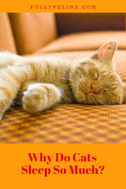 Jun 06, 2018 · cats sleep an average of 15 hours per day. Catnaps Why Do Cats Sleep So Much Fully Feline