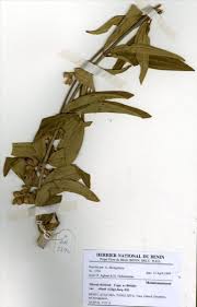 Image result for Dissotis irvingiana