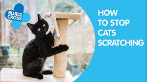 Your furniture has been chosen to send a steer clear, this is my that whatever things can be harmed by kittens natural behaviour or will harm the kitten because of their curiosity needs to be kept out of their. How To Stop Cats Scratching And Clawing Inside Blue Cross