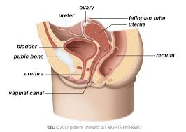 Men are more likely to develop bladder cancer than women are. Bladder Cancer Patient Information