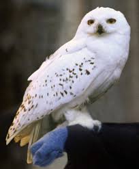 Hedwig Drawing Harry Potter Amino The name is on record since the 9th century, with haduwig, a daughter of louis the german. hedwig drawing harry potter amino