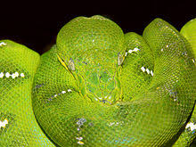 I think signal herp has boas. Emerald Tree Boa Wikipedia