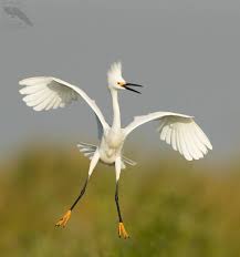 Water Birds Of Central Florida Ron Bielefeld The Wading Birds Around The State Of Florida Are Busy Nesting Along With Many Other Bird Species Had A Gr Funny Birds Animals Beautiful Birds