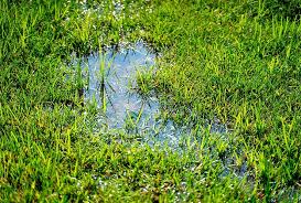 Sometimes you can do your best and experience new leaf and branch growth starting lower near the base, spawning off of new roots or a revived root system. How To Save A Dying Tree Easy Tree Health Success Worst Room