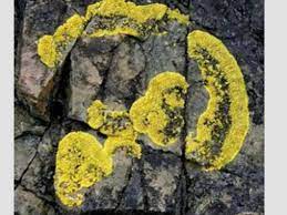 Corteza De Arbol Lichen Lichen Moss Fungi