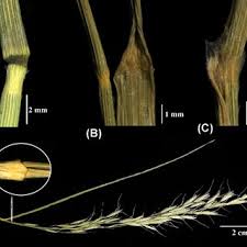 Image result for Trisetopsis