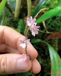 Image result for Rhipidoglossum globulosocalcaratum