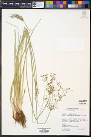 Image result for Fimbristylis quinquangularis