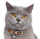 British Shorthair Kittens for Sale - Adoptapet