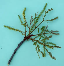 Image result for Burkea africana