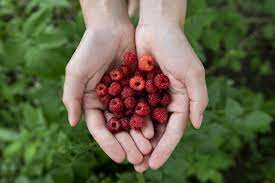 How To Remove Raspberry Juice Stains