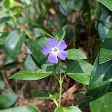 Image result for Vinca major