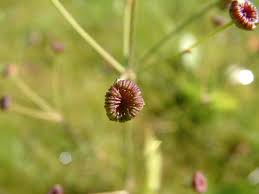 Image result for Alisma