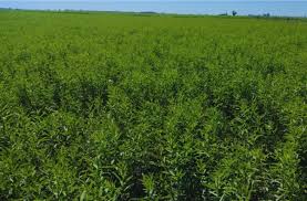 Image result for Crotalaria comosa