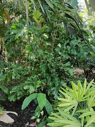 Image result for Aiphanes horrida