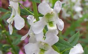 Pin On Flowers Angelonias Angelface Angelmist