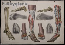 Anatomical Foot Wall Chart By L Schrott For Hofmanndruck