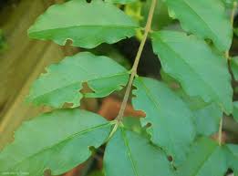 Résultat de recherche d'images pour "scolyte du figuier"