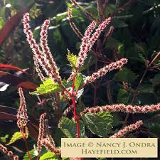 Image result for Barleria boehmii