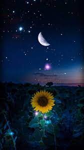 Sunflower Flower Plant Sunflower Photography Sunflower Inspiration Sunflower Meaning Starry Night Wallpaper Sunflower Wallpaper Sunflower Iphone Wallpaper