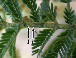 Image result for Acacia mearnsii