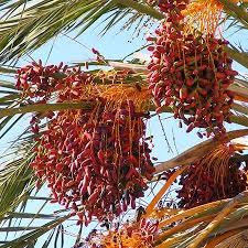 Sylvester palm/diamond cut we believe that this cut makes this palm stand out in the crowd. Sylvester Palm Trees For Sale Fastgrowingtrees Com