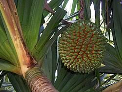 Image result for Pandanus utilis