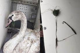 Corby rescue saved distressed swan which had discarded ...
