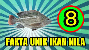 8 Fakta Unik Ikan Nila Versi Komunitas Pencari Ikan Youtube