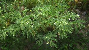 Image result for Cicer arietinum