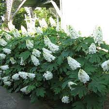 Gatsby Gal Oakleaf Hydrangea Hydrangea Quercifolia Hydrangea Quercifolia Hydrangea Landscaping Oakleaf Hydrangea
