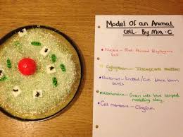 We did not find results for: Model Of A Specialised Cell Project Animal Cell Made From Plastic Plate Iridescent Scatter A Polystyrene Ball Black L Cells Project Animal Cell Cell Model