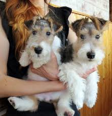 The wire fox terrier (also known as wire hair fox terrier or wirehaired terrier) is a breed of dog, one of many terrier breeds. Pin By Laura Crossfield On Wire Fox Terrier Wire Fox Terrier Fox Terrier Puppy Wirehaired Fox Terrier