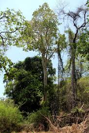 Image result for Sterculia appendiculata