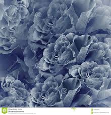 Fundo Bonito Azul Do Vintage Floral Composicao Da Flor Ramalhete Das Flores Da Obscuridade Rosas Azuis Close Up Imagem De Stock Imagem De Rosas Fundo 113610721 Papel de parede floral rosas fundo azul claro adesivo 14 r 58. dreamstime