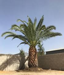 As the name implies, fusarium wilt of canary island date palm is primarily observed on phoenix canariensis (canary island date palm). Is My Newly Transplanted Canary Palm Dying Dead Discussing Palm Trees Worldwide Palmtalk