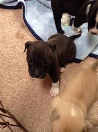 Check spelling or type a new query. Pitbull Pets And Animals For Sale Indianapolis In