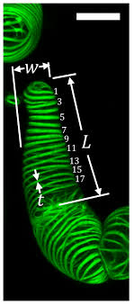 Plants and fungi flow chart. Plants Free Full Text Structure And Biomechanics During Xylem Vessel Transdifferentiation In Arabidopsis Thaliana Html