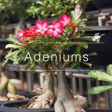 Stylish, modern & unique plants designed to impress. Buy Plants Online In India At Best Prices Mybageecha