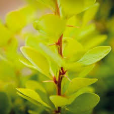 Image result for Berula thunbergii