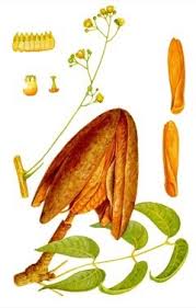 Image result for Swietenia